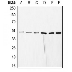 LifeSab™ COPS3 Rabbit pAb (50 µl)