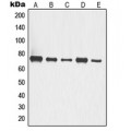 LifeSab™ p63 Rabbit pAb (50 µl)
