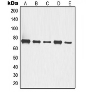 LifeSab™ p63 Rabbit pAb (50 µl)