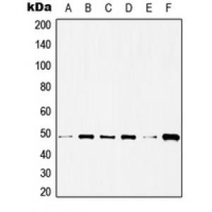LifeSab™ Histone Deacetylase 3 Rabbit pAb (50 µl)