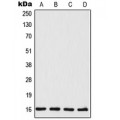 LifeSab™ TSC22 Rabbit pAb (50 µl)
