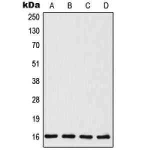 LifeSab™ TSC22 Rabbit pAb (50 µl)