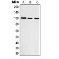 LifeSab™ Topoisomerase 3 beta1 Rabbit pAb (50 µl)