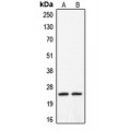 LifeSab™ Claudin 2 Rabbit pAb (50 µl)