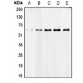 LifeSab™ AIFM1 Rabbit pAb (50 µl)