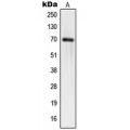 LifeSab™ hnRNP Q Rabbit pAb (50 µl)