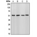 LifeSab™ CUGBP1 Rabbit pAb (50 µl)