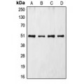 LifeSab™ CDC37 Rabbit pAb (50 µl)