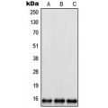 LifeSab™ RPL35 Rabbit pAb (50 µl)