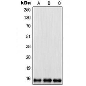 LifeSab™ RPL35 Rabbit pAb (50 µl)