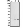 LifeSab™ POFUT1 Rabbit pAb (50 µl)