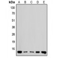 LifeSab™ RPL36 Rabbit pAb (50 µl)
