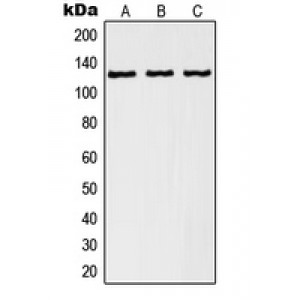 LifeSab™ RANBP6 Rabbit pAb (50 µl)