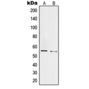 LifeSab™ PRPF19 Rabbit pAb (50 µl)