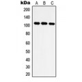 LifeSab™ IARS2 Rabbit pAb (50 µl)