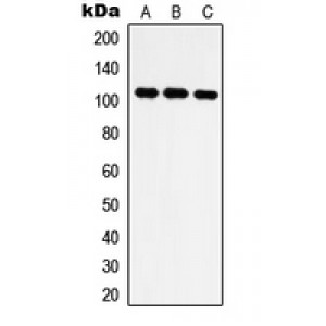 LifeSab™ IARS2 Rabbit pAb (50 µl)