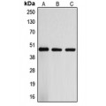 LifeSab™ ARRDC3 Rabbit pAb (50 µl)