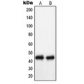 LifeSab™ NIP1 Rabbit pAb (50 µl)