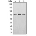 LifeSab™ EPS8L2 Rabbit pAb (50 µl)