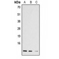 LifeSab™ Histone H4 (AcK12) Rabbit pAb (50 µl)