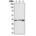 LifeSab™ ALX3 Rabbit pAb (50 µl)