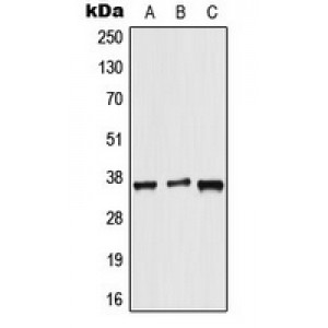 LifeSab™ ALX3 Rabbit pAb (50 µl)
