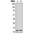 LifeSab™ BAX Rabbit pAb (50 µl)