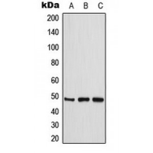 LifeSab™ CKMT2 Rabbit pAb (50 µl)