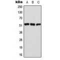 LifeSab™ ATF2 (pT69) Rabbit pAb (50 µl)