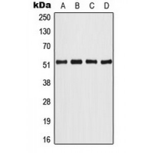 LifeSab™ ATF2 Rabbit pAb (50 µl)