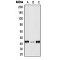 LifeSab™ p38 Rabbit pAb (50 µl)