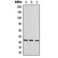 LifeSab™ p38 (pT180) Rabbit pAb (50 µl)