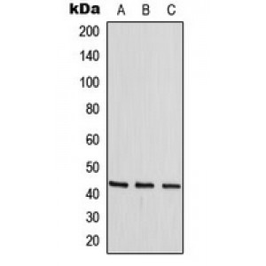 LifeSab™ p38 (pT180) Rabbit pAb (50 µl)