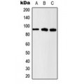 LifeSab™ Beta-catenin (pS37) Rabbit pAb (50 µl)