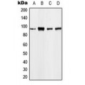 LifeSab™ EEF2 Rabbit pAb (50 µl)