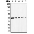 LifeSab™ c-SRC Rabbit pAb (50 µl)