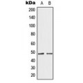 LifeSab™ GATA4 Rabbit pAb (50 µl)