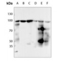 LifeSab™ HSP90 beta (pS254) Rabbit pAb (50 µl)