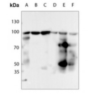 LifeSab™ HSP90 beta (pS254) Rabbit pAb (50 µl)