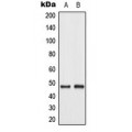 LifeSab™ c-Jun (pT93) Rabbit pAb (50 µl)