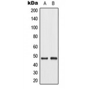 LifeSab™ c-Jun (pT93) Rabbit pAb (50 µl)