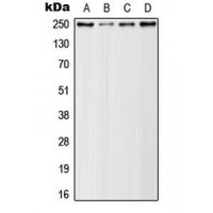 LifeSab™ Rpb1 CTD (pSer5) Rabbit pAb (50 µl)