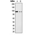 LifeSab™ ERK3 Rabbit pAb (50 µl)