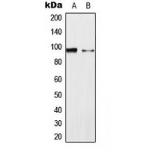 LifeSab™ ERK3 Rabbit pAb (50 µl)