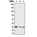 LifeSab™ MKK3/6 Rabbit pAb (50 µl)
