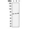 LifeSab™ NF-kappaB p65 Rabbit pAb (50 µl)