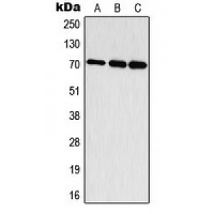 LifeSab™ S6K1 (pT444) Rabbit pAb (50 µl)