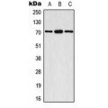 LifeSab™ S6K1 (pS447) Rabbit pAb (50 µl)