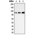 LifeSab™ STAT1 Rabbit pAb (50 µl)