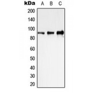 LifeSab™ STAT1 Rabbit pAb (50 µl)